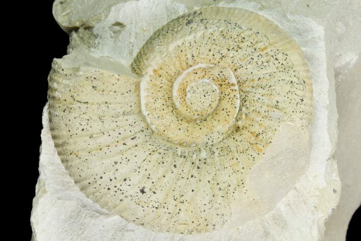 Ammonite (Ataxioceras) Fossil in Rock - Drügendorf, Germany #125851